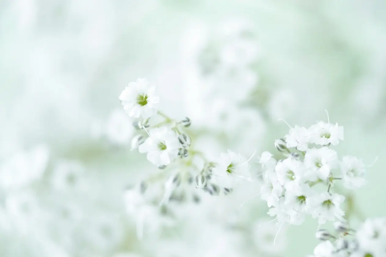 Structured funeral and columbarium advisory by Jenson Yang