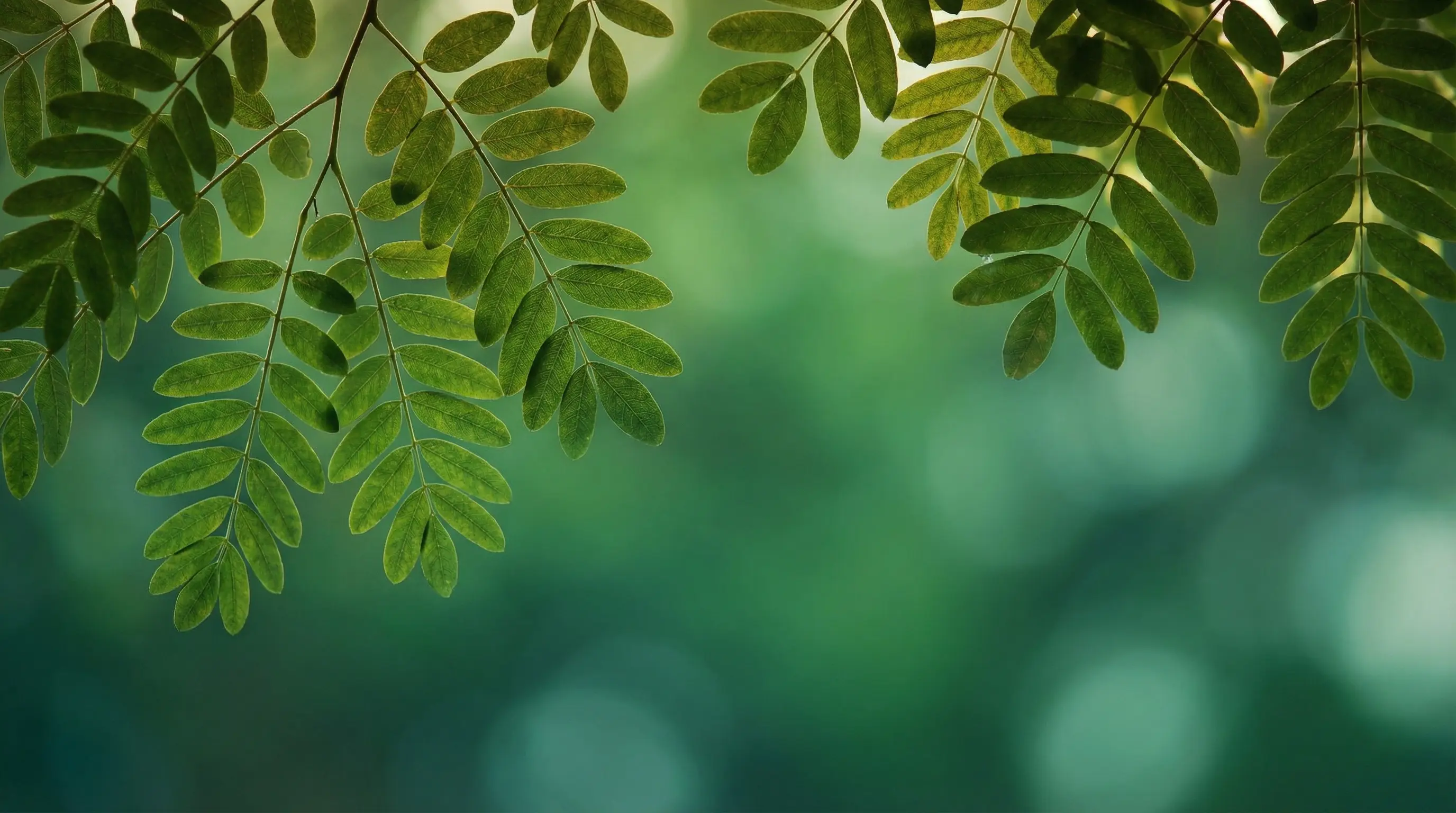Afterlife planning blog by Planning Onward
