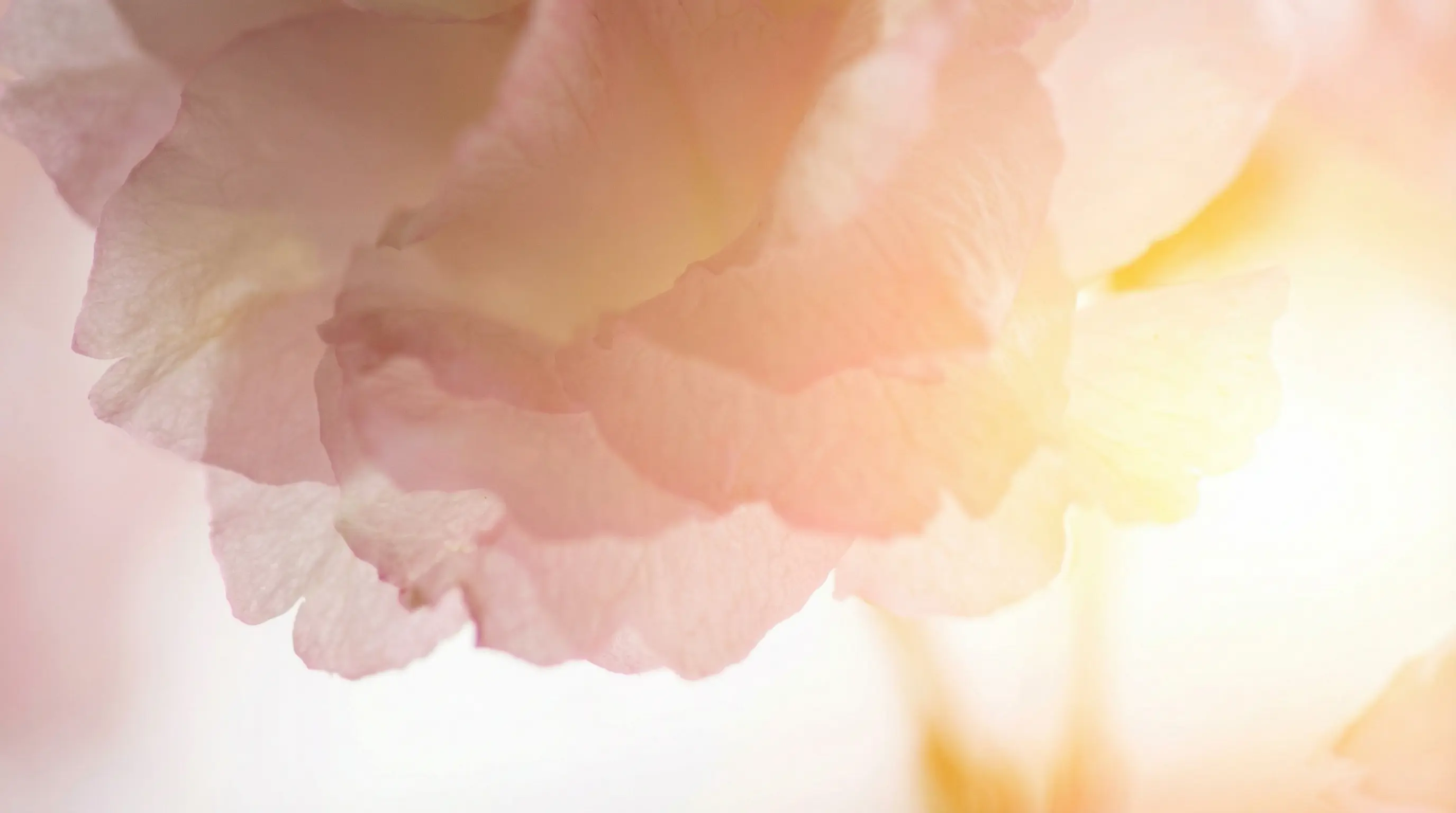 Afterlife planning frequently asked questions by Planning Onward