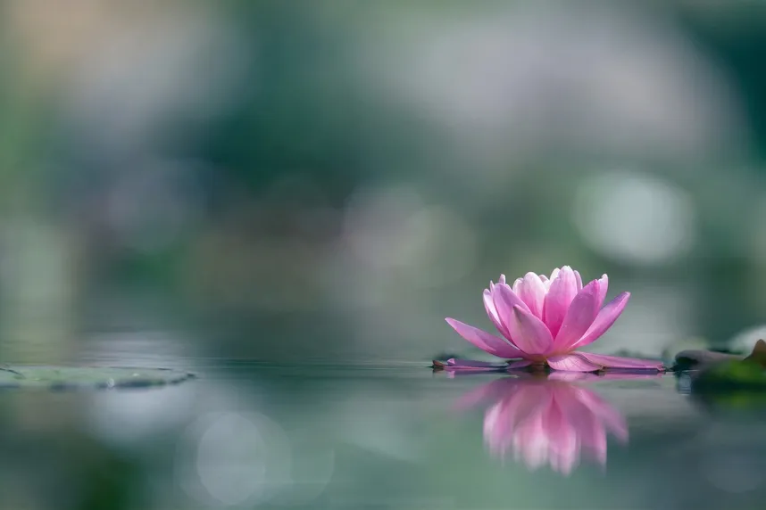 Buddhist funeral package guidance in Singapore